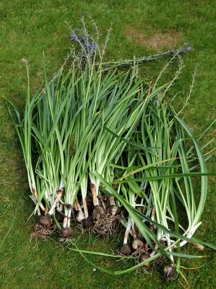 Photo of free Camassia Bulbs (North Ascot SL5) #1