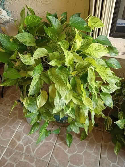 Photo of free Large pothos: 2 varieties mixed (Sunrise- near City Hall) #1