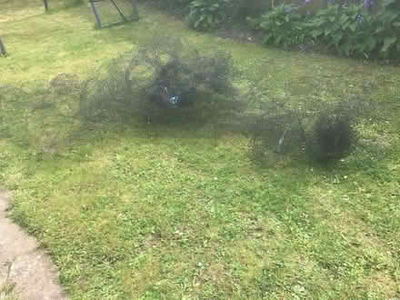 Photo of free Garden Netting (Leasowe CH46) #1