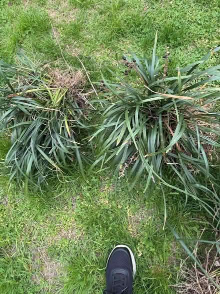 Photo of free Sedum/flax lily/ornamental grass (Drexel Hill) #3