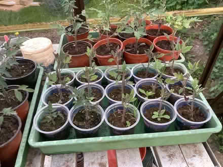 Photo of free Tomato plants (Brough CA17) #1