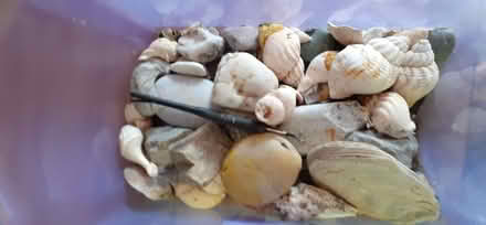 Photo of free Box of shells and a few pebbles (City of Bristol BS5) #1