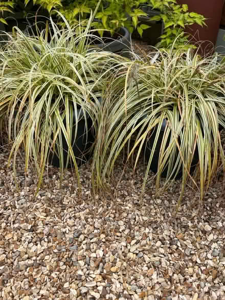 Photo of free 3 grasses in pots (CH62 bromborough) #2