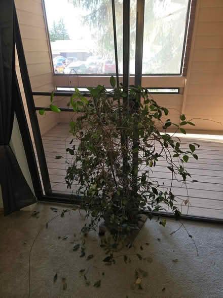 Photo of free Night FLowering Jasmine plant (Table Mesa) #1