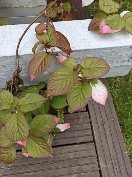 Photo of free Actinidia kolomikta - hardy kiwi vine (Penwortham PR1) #1