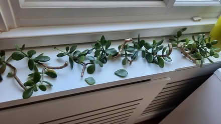 Photo of free Jade plant cutting (Rose Hill OX4) #1