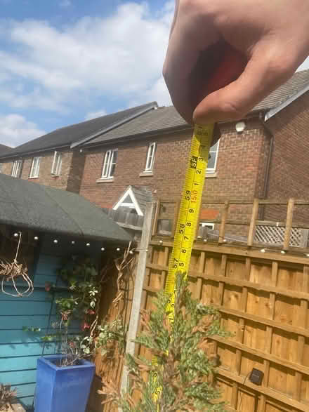 Photo of free Fern Tree (Broomfield CM1) #3