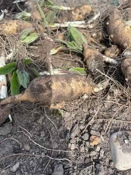 Photo of free Jerusalem Artichokes (AB24) #2