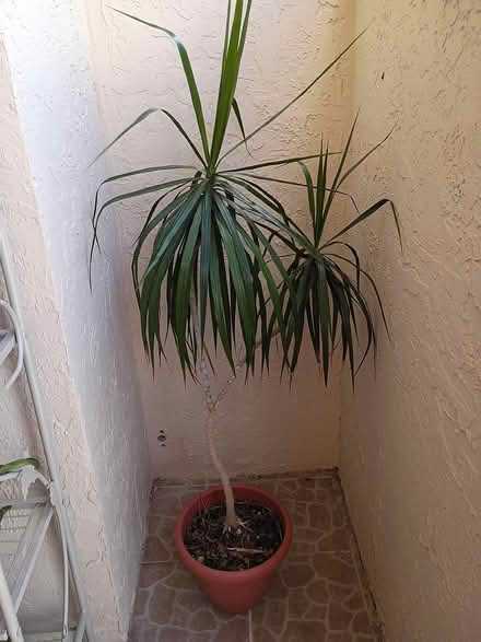Photo of free Tall dracena plant (Sunrise- near City Hall) #1