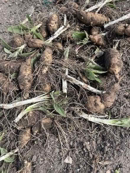 Photo of free Jerusalem Artichokes (AB24) #1