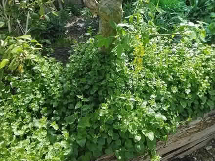 Photo of free Campanula poscharskyana (Burton-in-Kendal LA6) #1