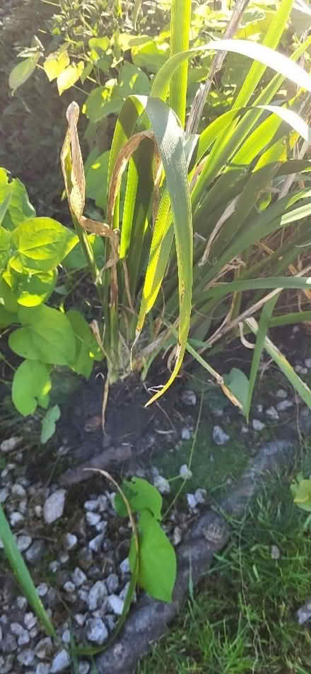 Photo of free Plants (Clayton-le-Woods PR25) #1