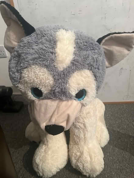 Photo of free Large and lovely teddy (TW13) #4