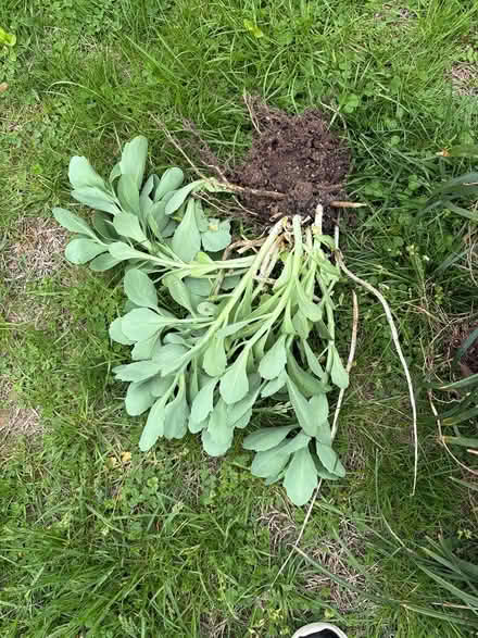 Photo of free Sedum/flax lily/ornamental grass (Drexel Hill) #1