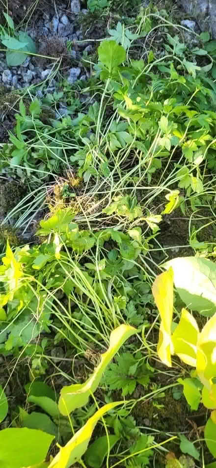 Photo of free Plants (Clayton-le-Woods PR25) #2
