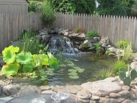 Photo of Pond plants (Radbrook Green SY3) #1