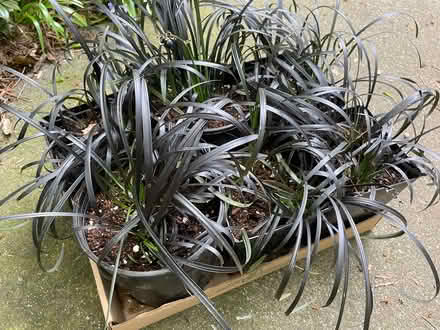 Photo of free Black Mondo Grass (Northgate) #1