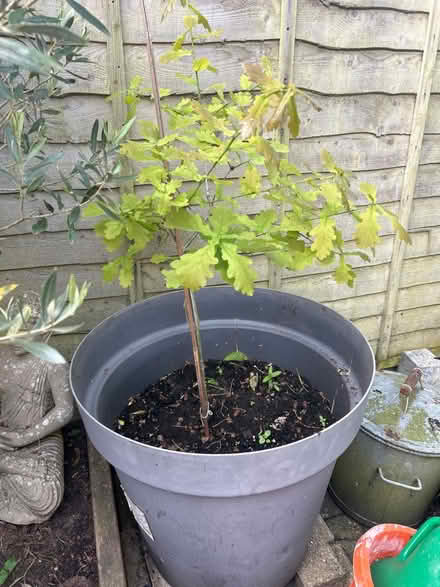 Photo of free Oak in large pot (Waterlooville PO7) #1
