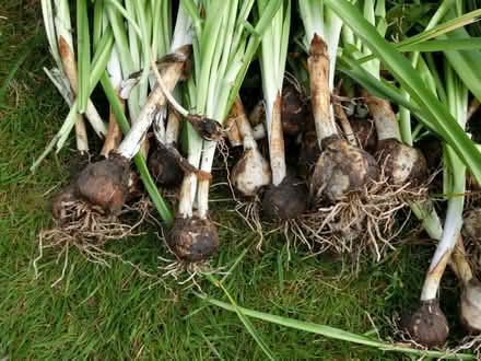 Photo of free Camassia Bulbs (North Ascot SL5) #2