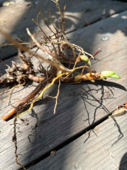 Photo of free Aloe small plant (Lawrence/ El Camino Real) #1