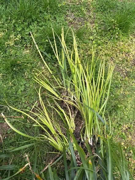 Photo of free Sedum/flax lily/ornamental grass (Drexel Hill) #2