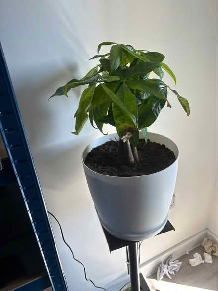 Photo of free 2 money tree plants (Butetown CF10) #1