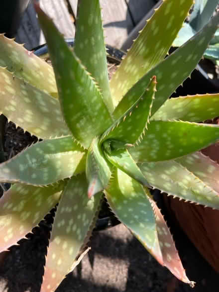 Photo of free Aloe small plant (Lawrence/ El Camino Real) #2