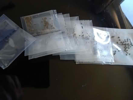 Photo of free herb seeds (Northop Hall CH7) #1