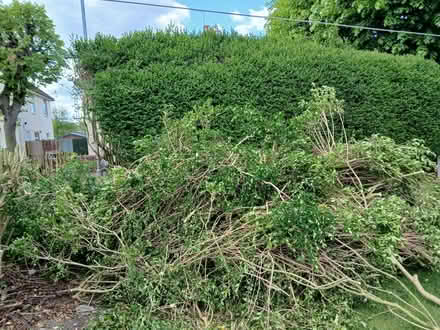 Photo of free branches for firewood or chipping (Stafford ST17) #1