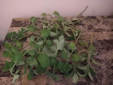 Photo of free Cuttings (coleus amboinicus (Foggy Bottom) #1