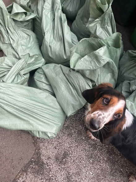 Photo of free Beach sand in bags (Firgrove OL16) #2