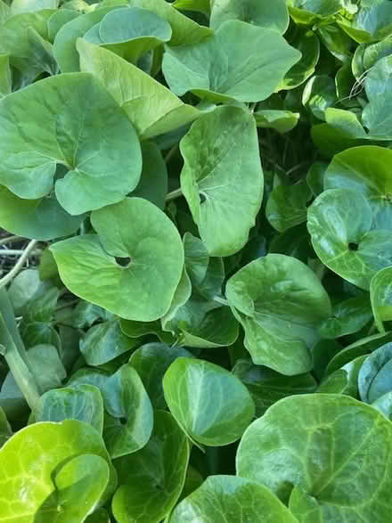 Photo of free native ginger plants (west medford) #1