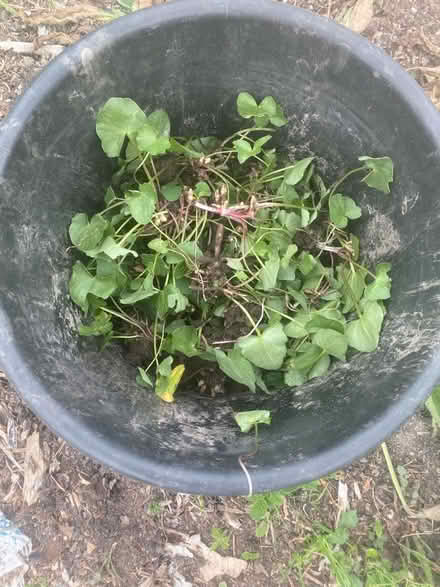 Photo of free Lesser Celandine plants & bulbs (Surlingham NR14) #1
