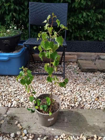 Photo of free Seedling silver birch (Ingol PR2) #1