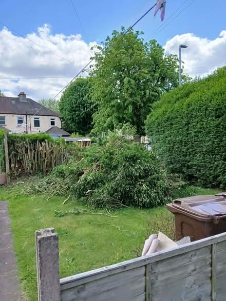 Photo of free branches for firewood or chipping (Stafford ST17) #2