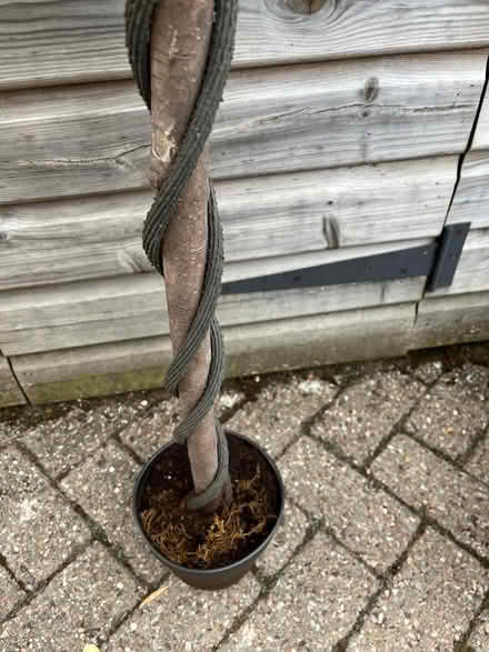 Photo of free Artificial plant (Old Malden KT4) #3