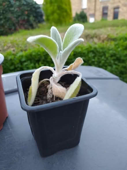 Photo of free Small lamb's ear plant (Walkley, S6) #1