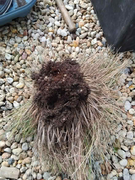 Photo of free Blue grass (Ingol PR2) #2