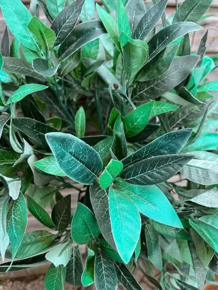 Photo of free Artificial plant (Old Malden KT4) #2