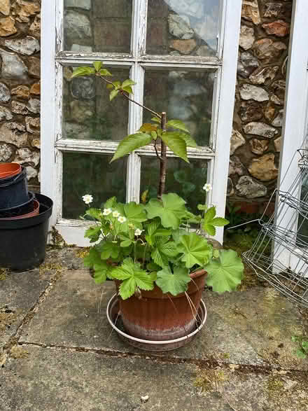 Photo of free Small Cherry Tree (Great Kingshill HP15) #1