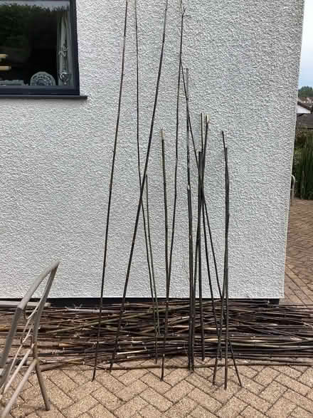 Photo of free Bamboo canes (St Austell Cornwall) #2