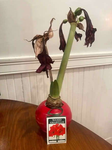 Photo of free waxed amaryllis (Davis Sq) #1