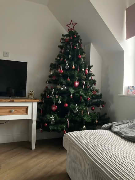 Photo of free Christmas tree (Chichester) #1
