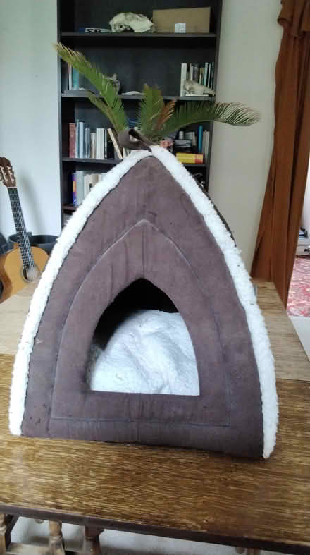 Photo of free Cat tent (Holbrook DE56) #1