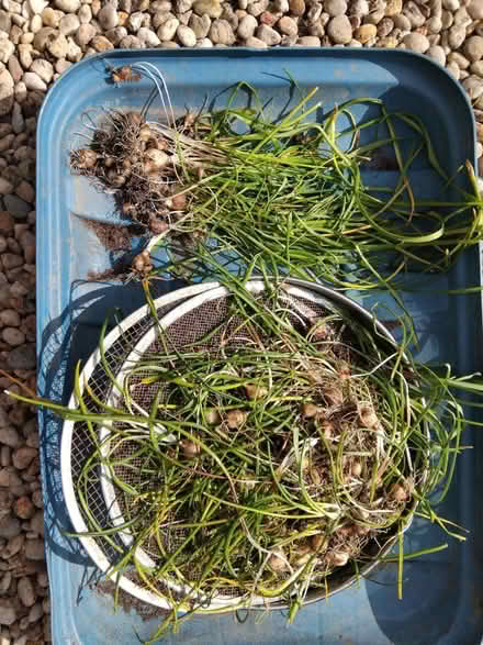 Photo of free Muscari bulbs (Ingol PR2) #1