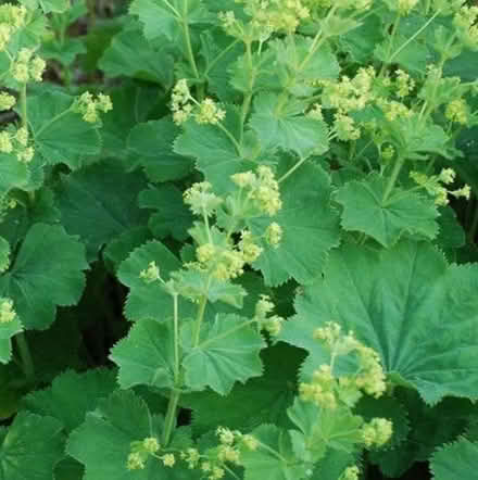 Photo of free Lady's mantle plant (Tilehurst RG31) #1