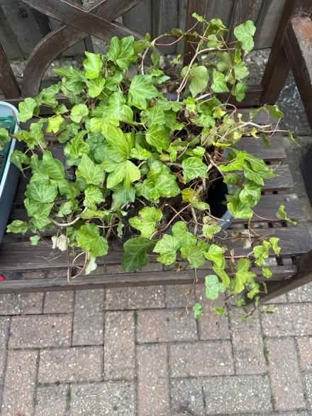Photo of free Ivy plant (Orpington) #1