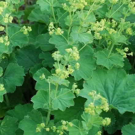 Photo of free Lady's mantle plant (Tilehurst RG31) #1