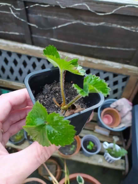 Photo of free Small strawberry plant (Walkley, S6) #1