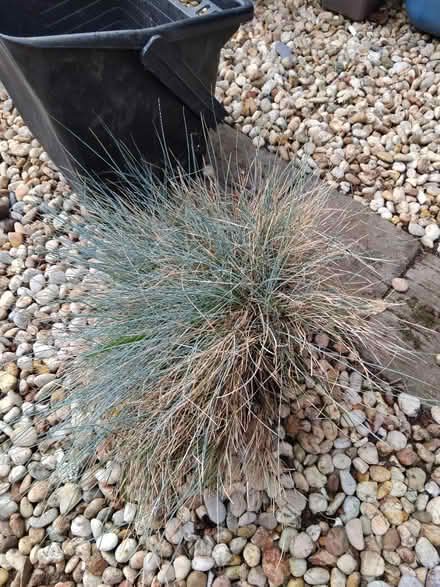Photo of free Blue grass (Ingol PR2) #1